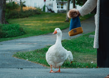 Load image into Gallery viewer, The Geese of Dartmouth